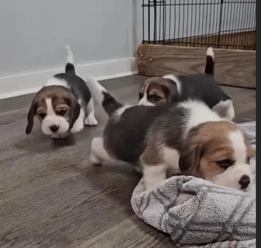 Beagle hipersociavel 