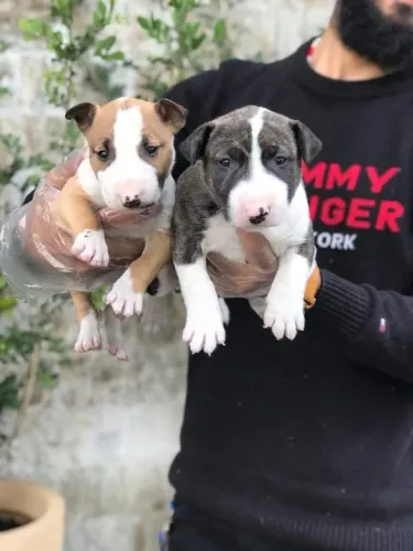 Bull Terrier ingles Todas as raças com ganratia total de saude e veterinario gratuito.