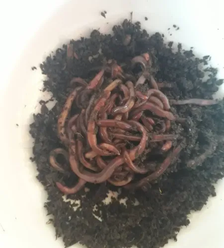 Minhocas californianas e Barata/baratas Cinereas 