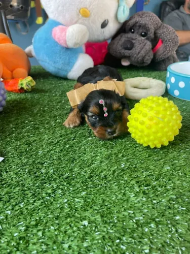 Yorkterrier fêmea micro adorável disponível 