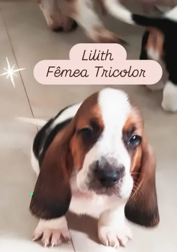 Basset Hound tricolor