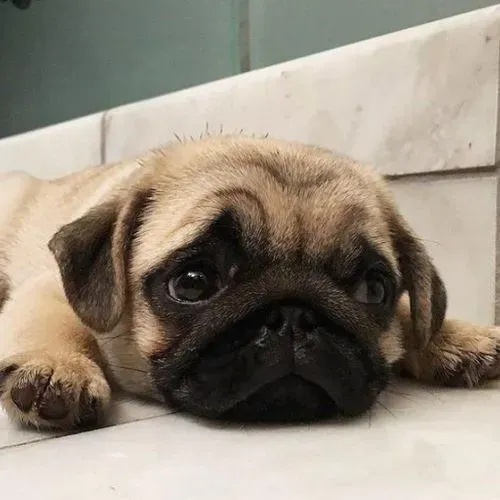 Filhote de Pug Carinhoso 