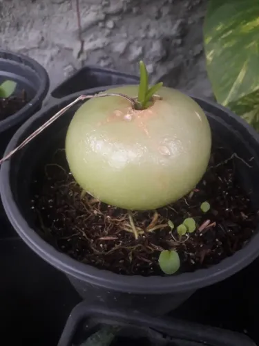 Muda de Cebola ornamental Bowiiea volubilis Porto Alegre RS