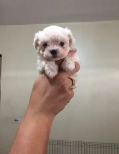 Maltês Micro - Fêmea 59 dias disponível em loja, com suporte veterinário -Daniela Lima