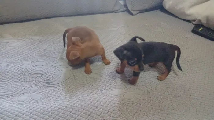 Pinscher 00 para vc que é exigente chega de gato por lebre.