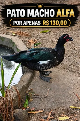 PATO A VENDA MACHO ALFA