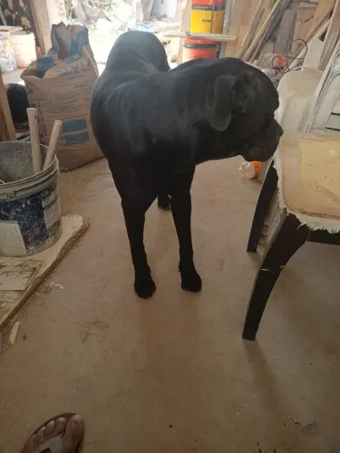 Filhotes de cane corso com pitmonster