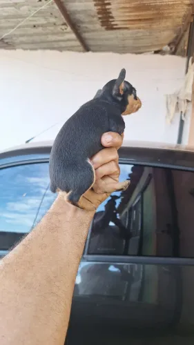 Pinsher mini puros garantia da raça e padrão *