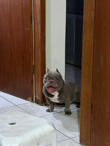 American bully micro