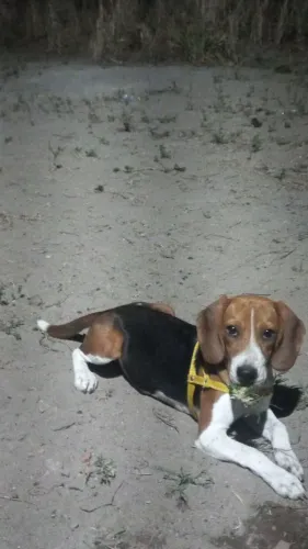 Cachorra bigo fêmea