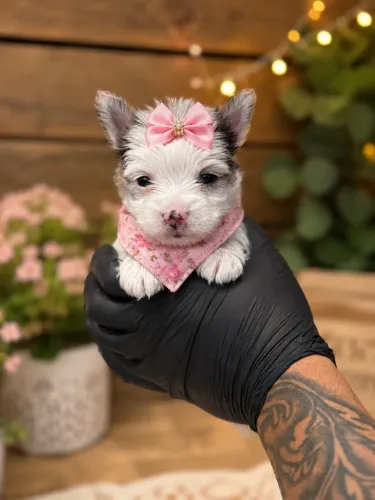 Uma linda príncesa filhote de Yorkshire merle FÊMEA