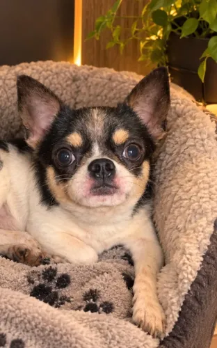 Chihuahua adulto