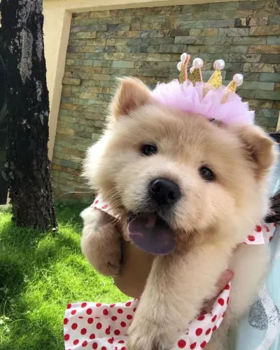 Chow Chow Seu próximo sorriso pode começar agora