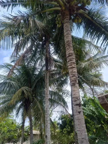 Terreno em palmeiras, amarelos Guarapari 180mil