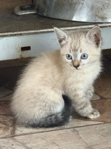 Linda Gatinha de Olhos Azuis e Pelagem Creme - 2 Meses - Adoção