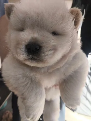 DOAÇÃO DE FILHOTES DE CHOW CHOW