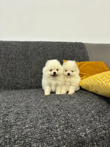 Lulu da pomerania anão