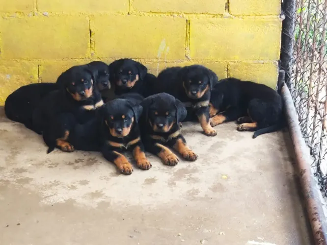 Rottweiler pedigree 