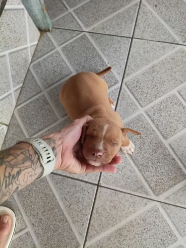 Filhotes de Pitbull com pedigree