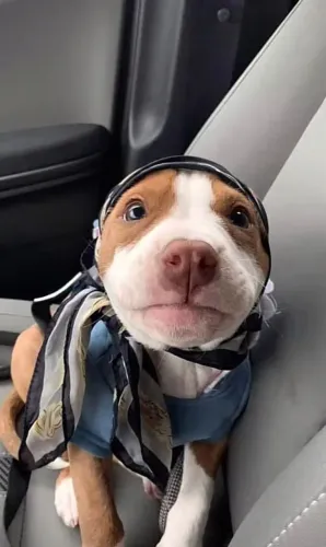 Pitbull Companhia que transforma a casa