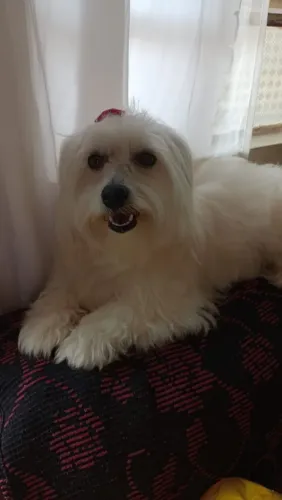 Lhasa Apso