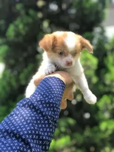 Chihuahua Pelo Longo Fêmea Super Fofa | Contrato e Garantias