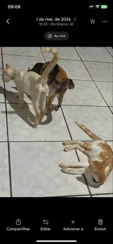 DOA-SE 3 GATINHOS