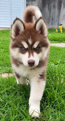 Husky Siberiano - Filhotes Disponíveis para venda