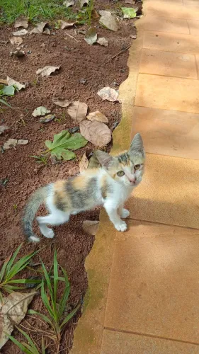 Gatinha mansinha filhote DOAÇÃO Responsável 