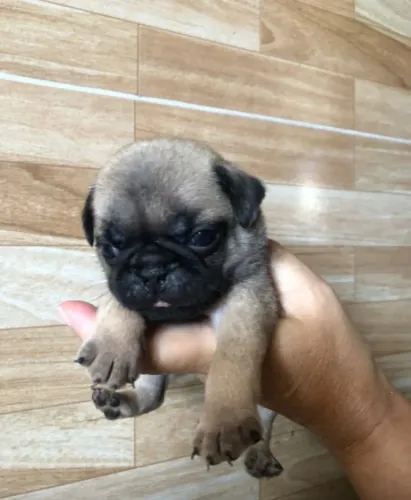 Pug 