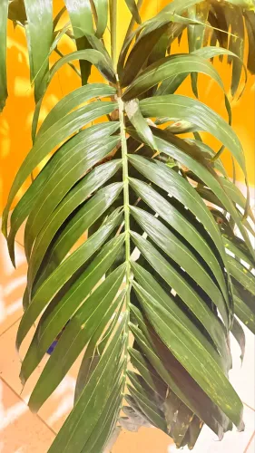     Palmeira Chamaedorea Costaricana Adulta - Linda e Saudável ?