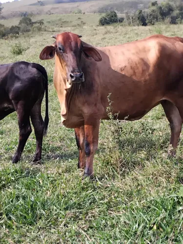 4 Vacas de 2ª cria - leiteiras, prenhes e em produção - só no pasto