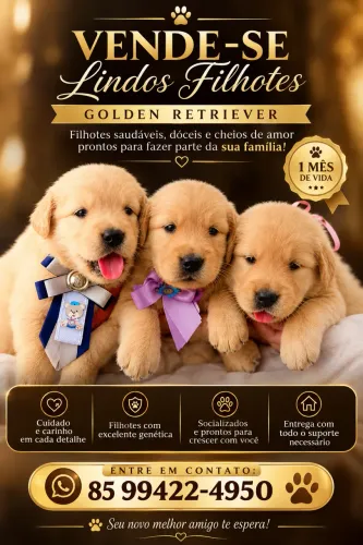 Venda Golden Retrivier