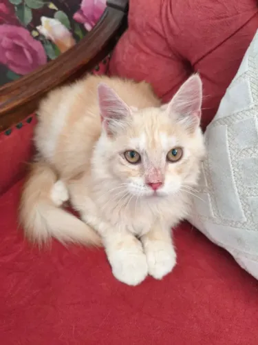Quatro Patas Maine Coon