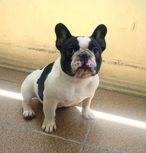 Bulldog francês cruza