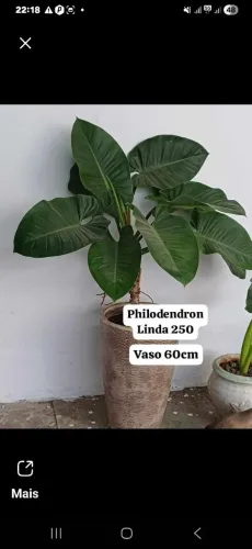 Plantas