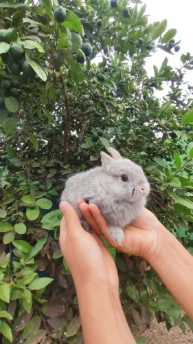 Coelho Netherland Dwarf - Anão Holandês
