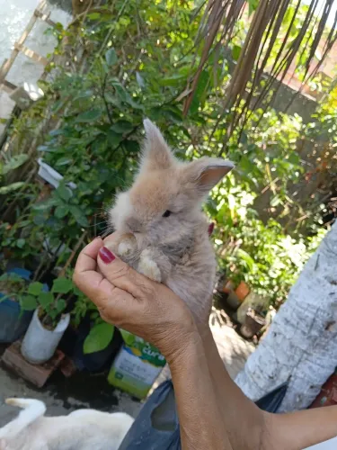 Coelho angora