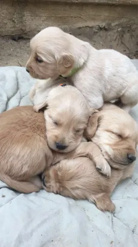Filhote de Golden Retriever