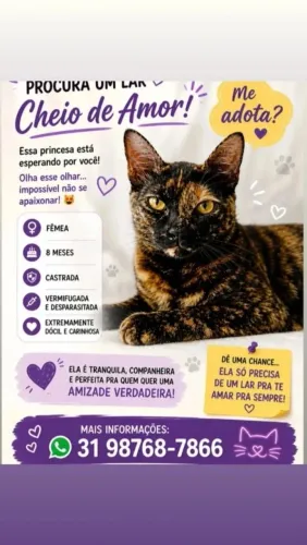 Gatos para adoção