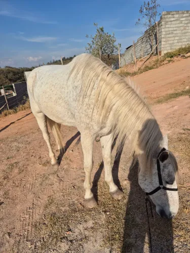 Cavalo Marcha Picada 