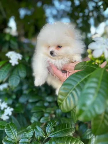 Esse Spitz não dá pra resistir