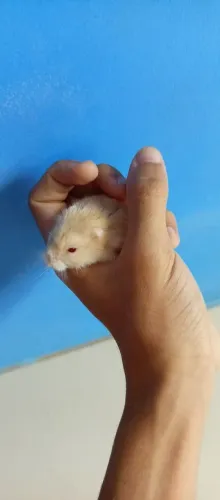 Hamster anão russo fêmea adulta