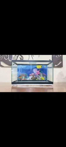 Vendo aquário de 80 litros completo filtro decoraçães aquecedor automático tudo por 350$