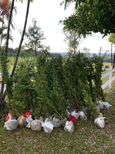 Podocarpus em Sorocaba! PROMOÇÃO ?
