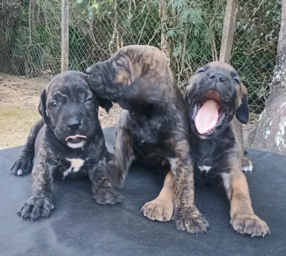 Lindos filhotes Fila Brasileiro machos e fêmeas vacinados 