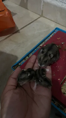 Filhotes de hamster anão russo 