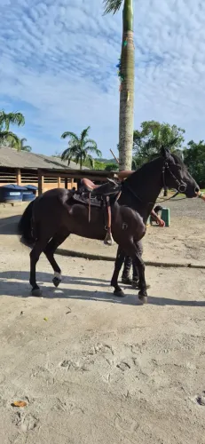 CAVALO MANGALARGA MARCHADOR REGISTRADO