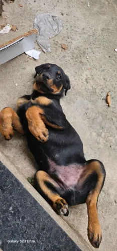 LINDO ROTTWEILER MACHO - 3 MESES