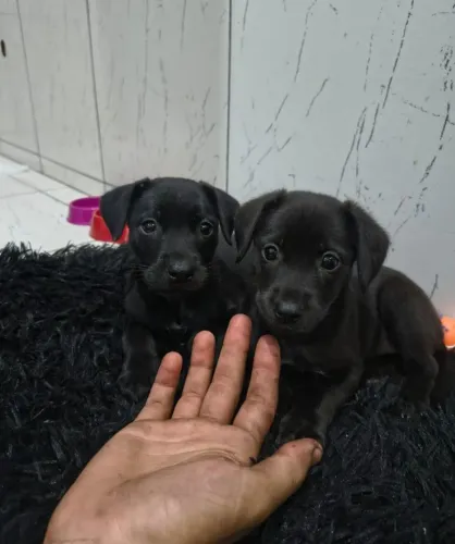 Doa-se cachorro fêmea.